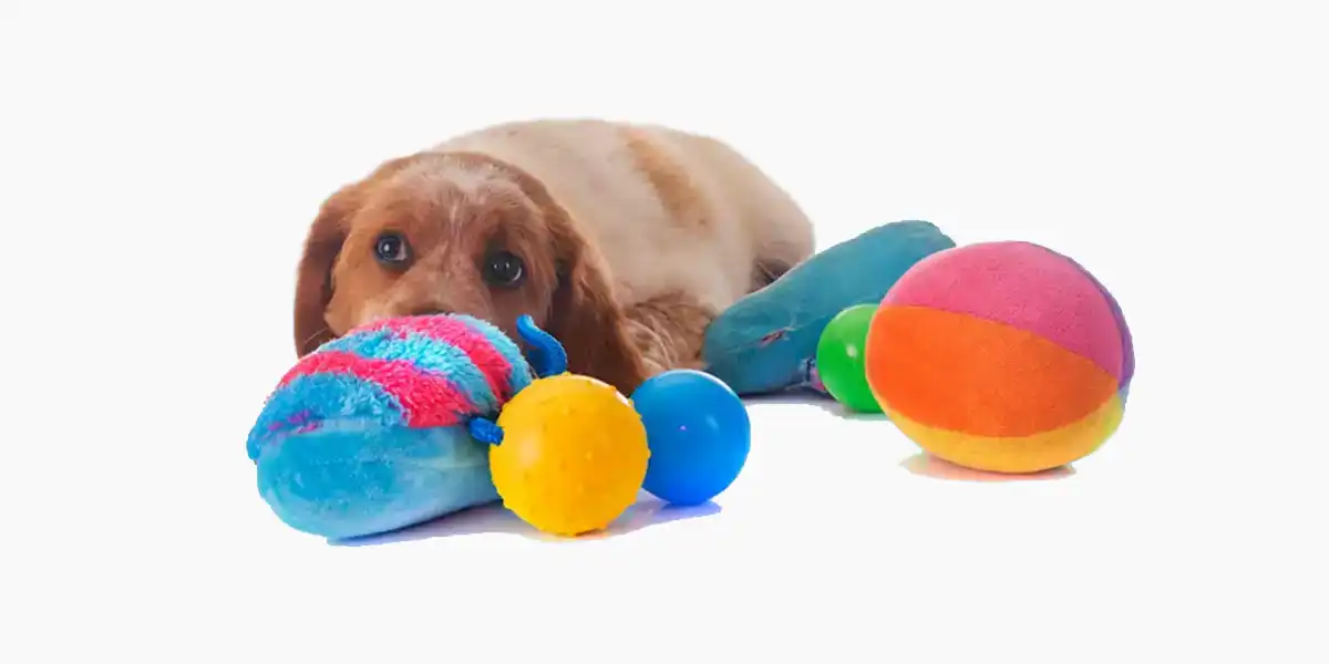 Dog Friendly Beaches & Parks Puppy Toys